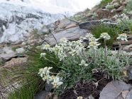 Edelweiss