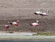 Flamingos